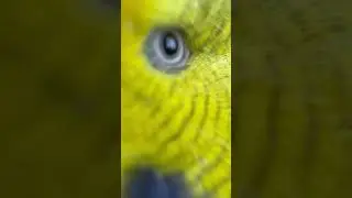 Когда ты нереально крутой ПТИЦ!😂#говорящийпопугай #жирик #birds #животные #смешнойпопугай #топ