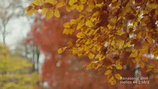 Autumn 2023 - Panasonic GH4, Helios 44-2 58/2