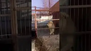 Очень необычный охранник элеватора