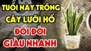 CÂY LƯỠI HỔ Sẽ Hút Tiền Ầm Ầm, Giàu Sang Bủa Vây Nếu Rơi Vào Tay Con Giáp Này