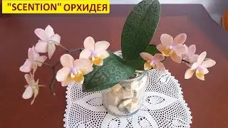 МОЯ НОВАЯ ОРХИДЕЯ 