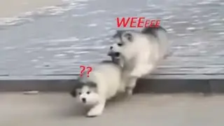 Cute and Fluffy Puppies! A NEW compilation in 2022