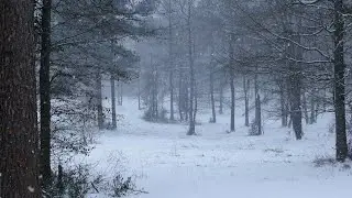 Beautiful ambient music while it snows outside in the woods.