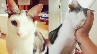 A Kitten That Was Rescued And Has One Eye and 4 Ears Finds a Forever Home