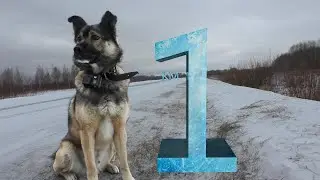 За сколько Дворняга пробежит 1 км. Дворовые собаки самые быстрые.