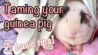 Taming Your Guinea Pig - 5 Basic Tips!