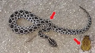 Finding Florida's smallest VENOMOUS  snake on old dirt roads