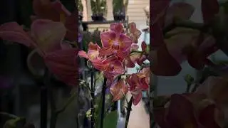 Таинственная незнакомка из новой поставки 😈 