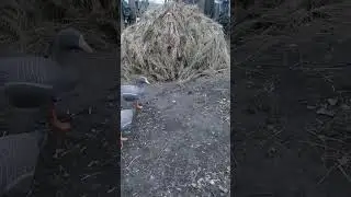 подновление прошлогоднего скарадка.