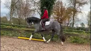 PRE 3 Jahre angeritten zu verkaufen