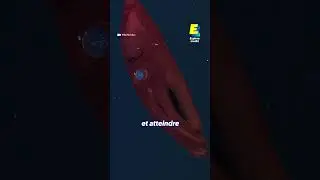Why does Antarctica have giant sea creatures? 🦑 