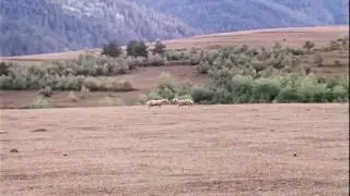 RAMS  BATTLE -БИТВА БАРАНОВ