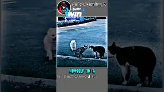 Sigma Rule 🔥 244 ~Cat Argument~ #motivation #attitude #shorts