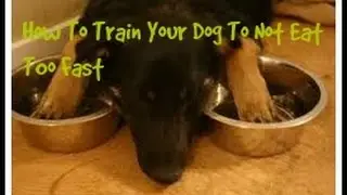 How To Train Your Dog To Not Eat Too Fast