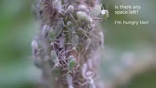 The year of the aphid