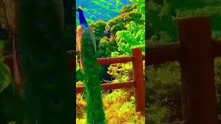 Прекрасный павлин/ Райский вид