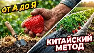DON'T plant strawberries until you watch this! 7 steps to buckets of sweet berries.