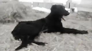 Ақ төс