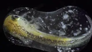 Semender Yumurtasının Gelişimi