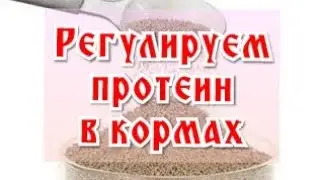 Как отрегулировать протеин в кормах?  Открываю свои секреты.