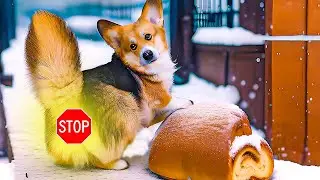 ГРЯЗНАЯ ПОПА КОРГИ ЭТО БУЛОЧКА С ПОВИДЛОЙ!! (Корги Кекс) Говорящая собака