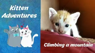 Kitten Adventures - Climbing a mountain