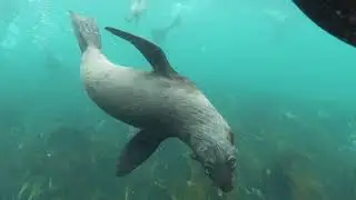 Harmony of the ocean  Music for relaxation, rest and background