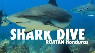Shark Dive - Roatan 2014