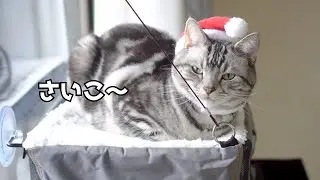猫に窓用ハンモック（窓用ハウス）をプレゼントしたらこうなった　Mount Penthouse & Ameo
