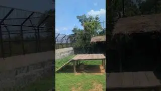 Lion's roar #lion #lions #wildanimals #zoologicalpark #vandalurzoo