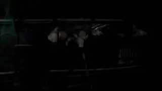 Ночная жизнь птиц
