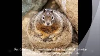 World's Biggest Animals