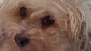 Midgie