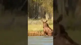 Wild animal 