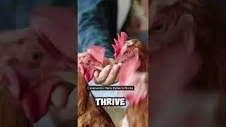 Lessons We Can Learn From Hens: Wisdom Beyond Feathers #hen #hens #chicken #lessonslearned