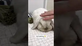 Our bunnies are very simple 🐰 💕