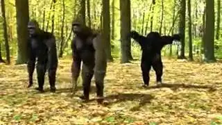 Orang utan goyang dumang