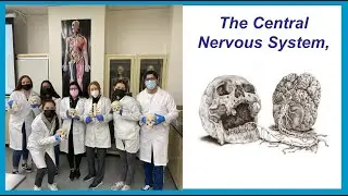 CNS, Introduction