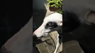 LEVRIERO COME FARLO FELICE CON UN PREMIETTO GUSTOSO -  #galgo #setter #chihuahua #dogs