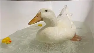 I’m Taking a Bath (don’t look)