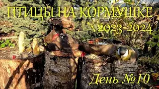 ПТИЦЫ НА КОРМУШКЕ Сезон 2023-2024, день №10
