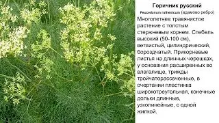Горичник, адамово ребро. Рецепты народной медицины.