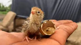 How I Almost Killed All My Quail Chicks - A Heart Breaking Experience