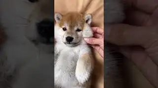 😍fluffy shiba 😍