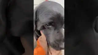 Наш красавчик любит лежать на терраске под солнышком ❤️