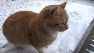 С новым годом!
