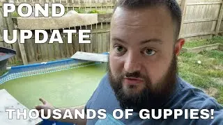 500 gallon pond update (two months after adding fish)