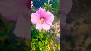 Fleißiges Bienchen bei der Arbeit voller Blütenstaub | Biene Maja #bienestar #maja