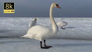 Animals of Asia 4K - Scenic Wildlife Film With Calming Music