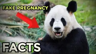 Female Panda 🐼 Shows Fake Pregnancy | Amazing Random Fact